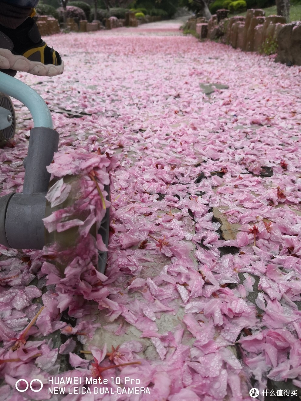 满地花瓣特别湿滑