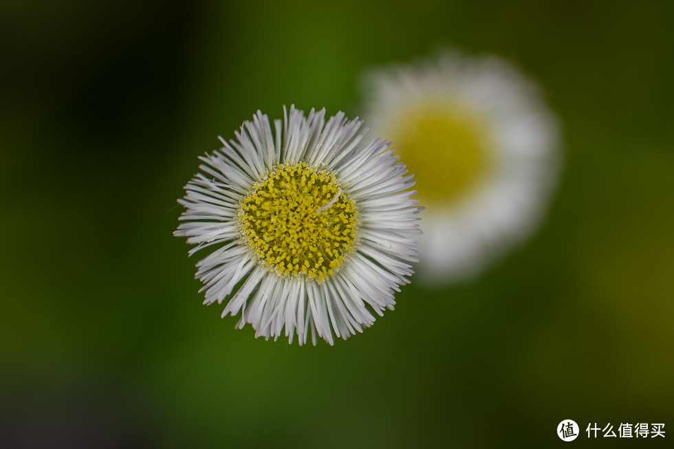 腾龙“穷”三元中最良心的一支，聊聊【腾龙 70-180 / F2.8】使用体会