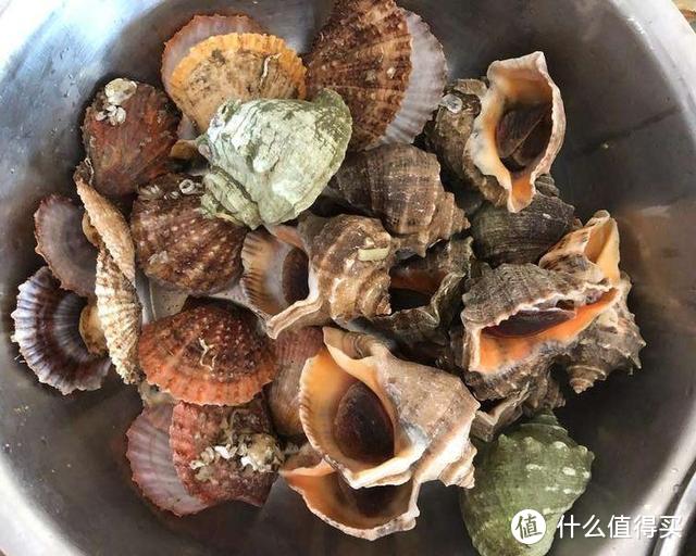 大海的美味，超级简单——响油螺片，鲜嫩爽口，吃货们不能错过