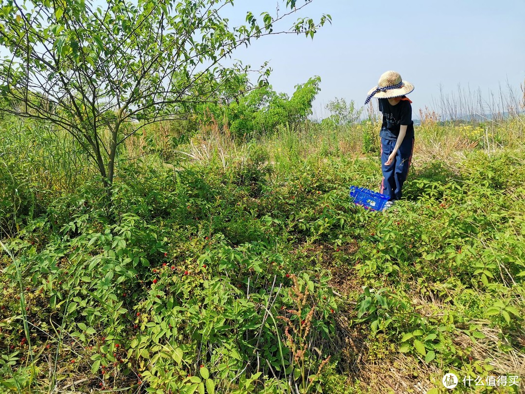 还是小时候的味道---覆盆子采摘季记（苗苗、野草莓）