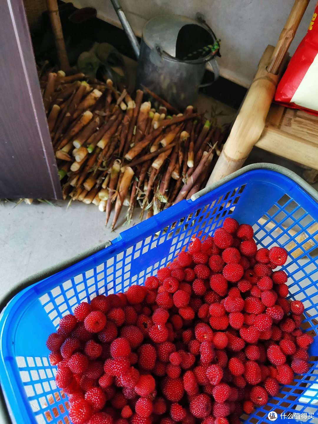 还是小时候的味道---覆盆子采摘季记（苗苗、野草莓）