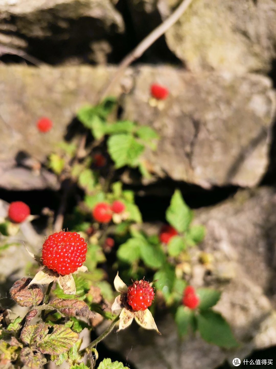 还是小时候的味道---覆盆子采摘季记（苗苗、野草莓）