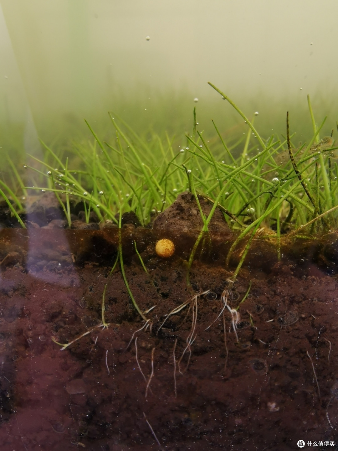 草缸进阶之迷你牛毛