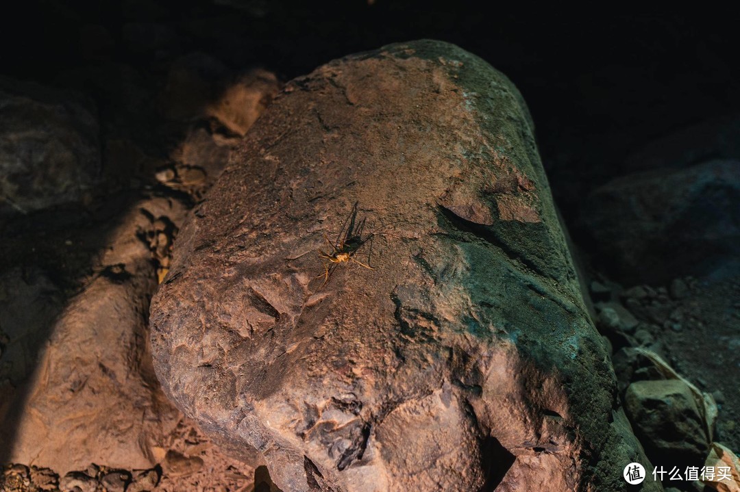 探秘荒野迷窟，来场地心历险——乐山硝洞