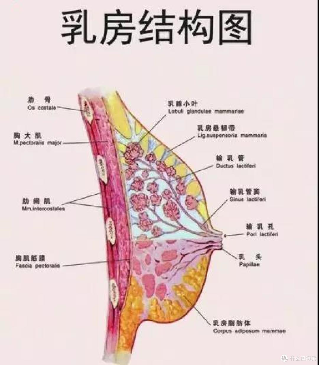 有乳房结节和乳腺增生还能买保险吗