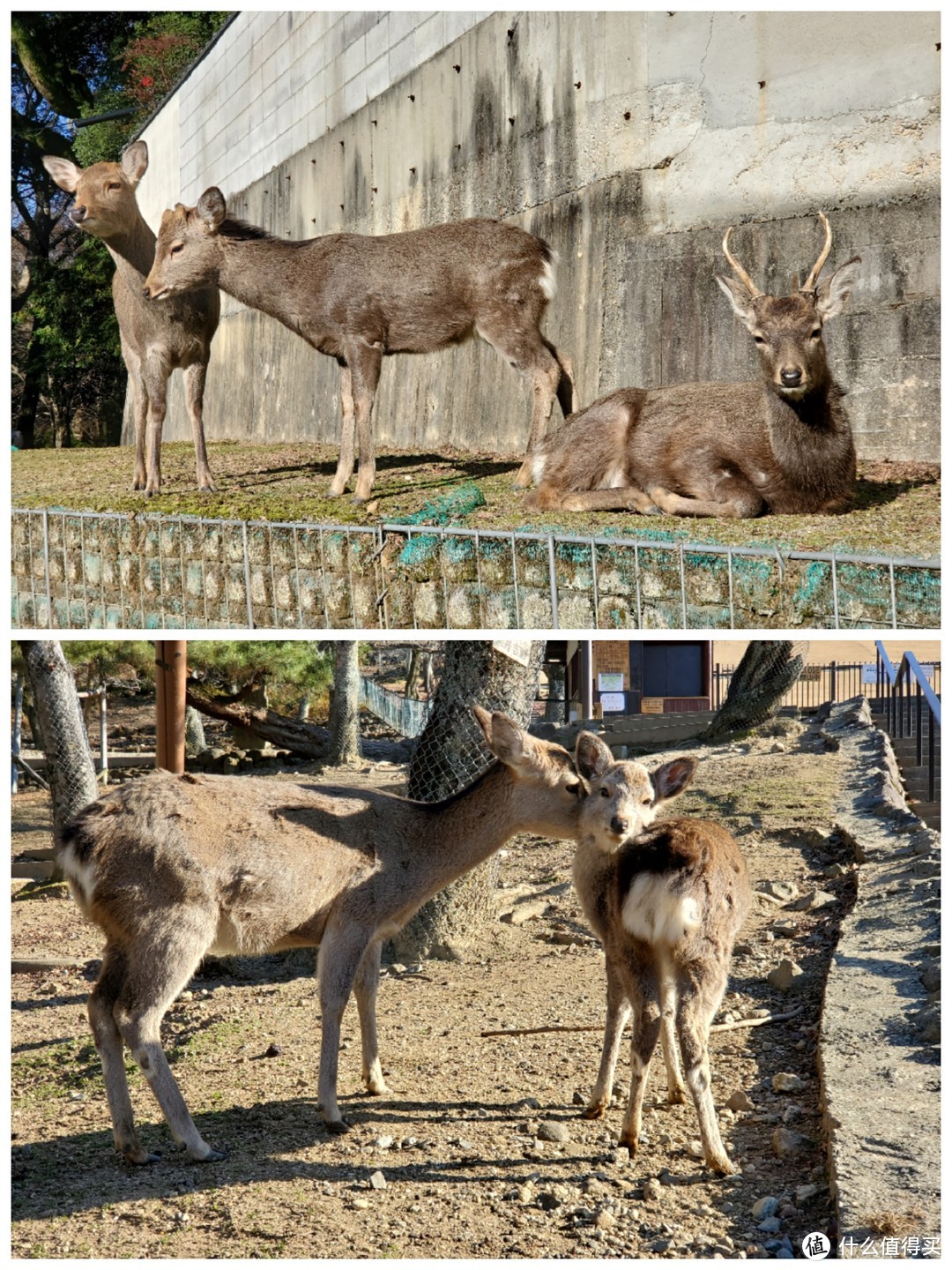 疯狂撸小鹿