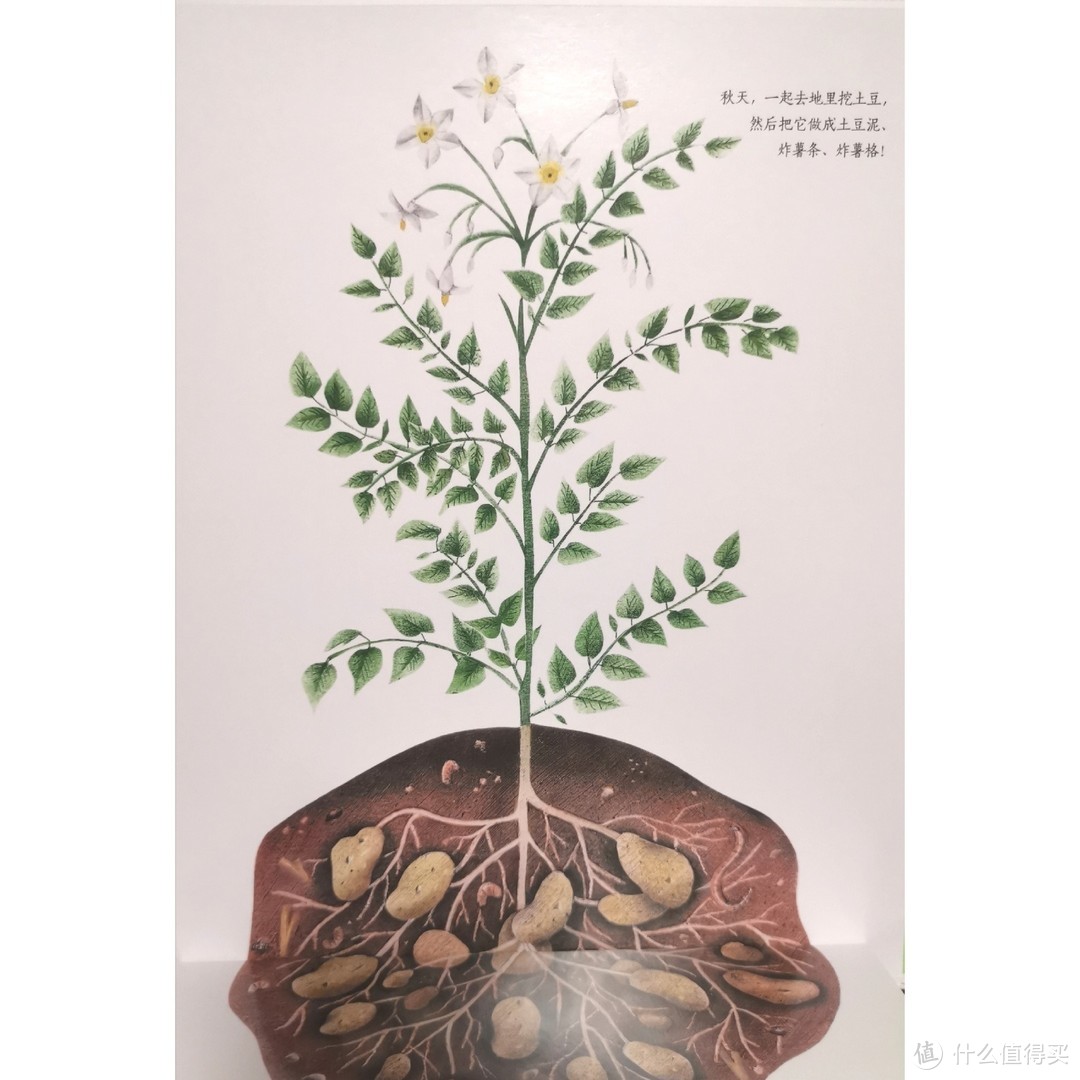 季节轮回，体悟成长之美，纸狐狸绘本馆《生命的四季》体验分享