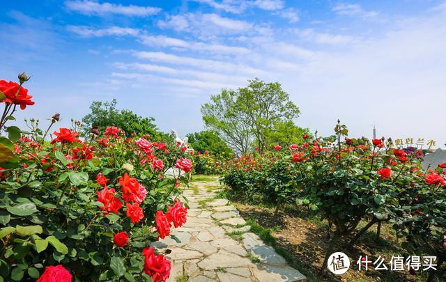 3000多亩玫瑰花海有多美？小白随手拍都是美片，木兰玫瑰园