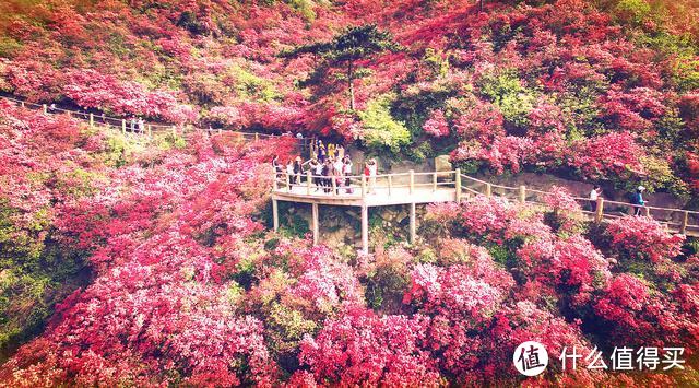 映山红覆盖整座山，汉服美女和花斗，花木兰的家乡