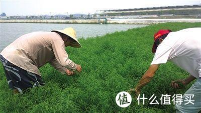 它是海边野菜，生长在盐碱地，味道鲜美有营养，错过再等一年