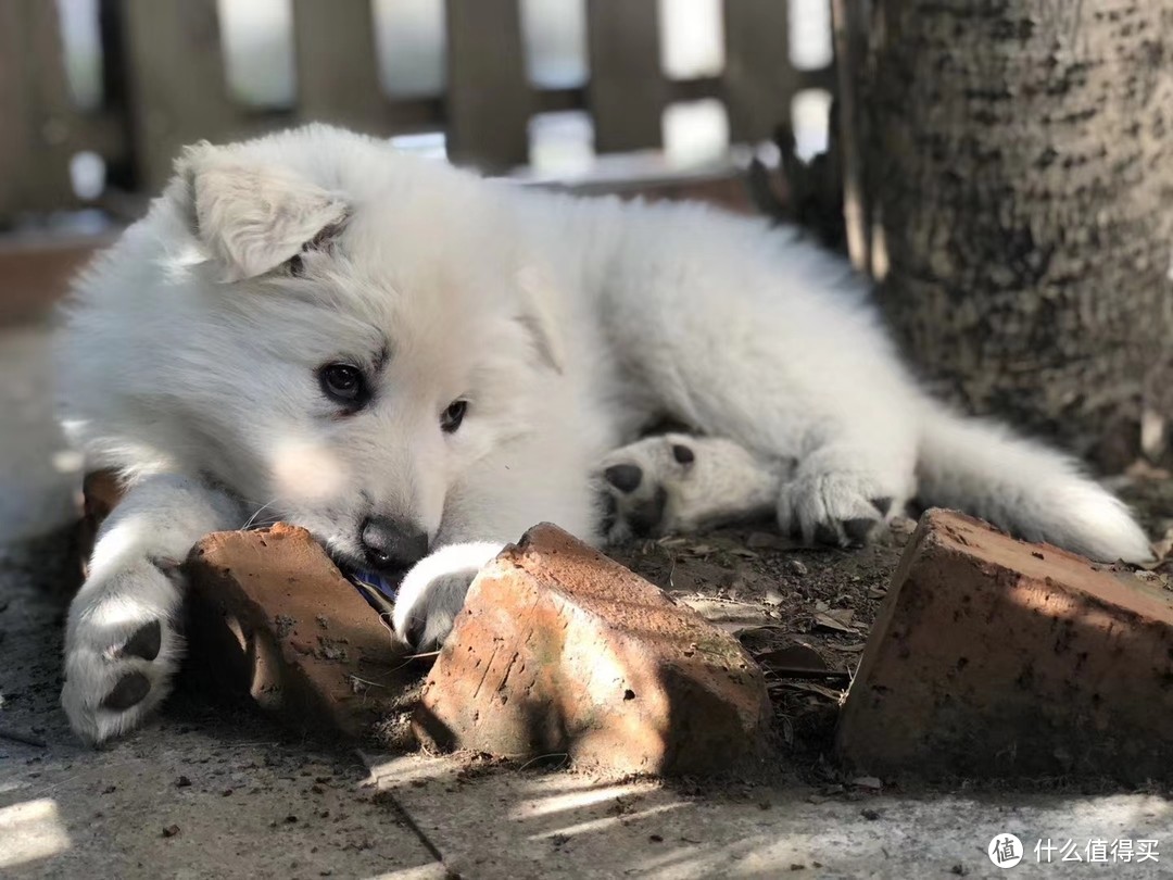 这个小狗从小就喜欢在院子里的桂花树下玩