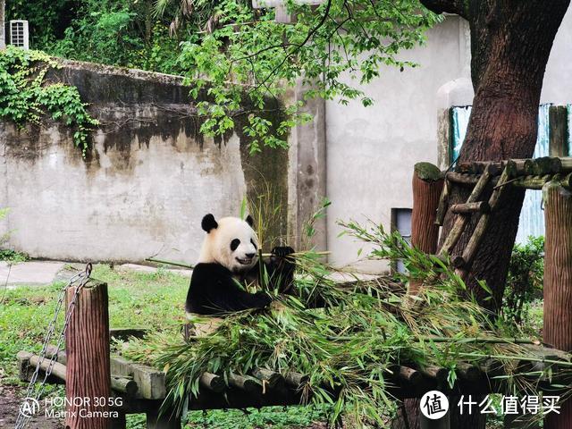 三千档高倍率变焦旗舰的变焦效果如何？让这些动物告诉你