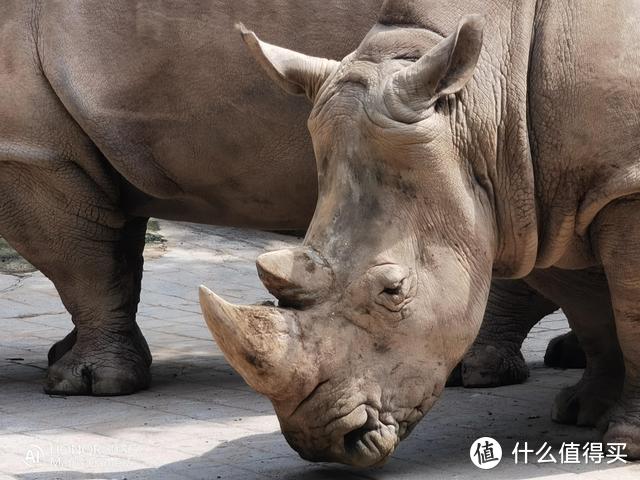 三千档高倍率变焦旗舰的变焦效果如何？让这些动物告诉你