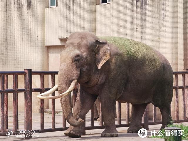 三千档高倍率变焦旗舰的变焦效果如何？让这些动物告诉你