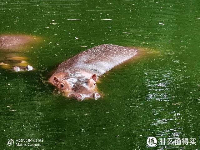 长焦到底有没有用，带着荣耀30行摄动物园，原来拍动物这么简单