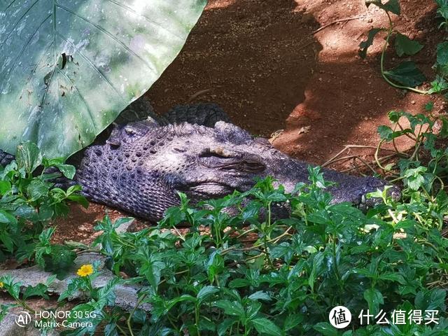 长焦到底有没有用，带着荣耀30行摄动物园，原来拍动物这么简单