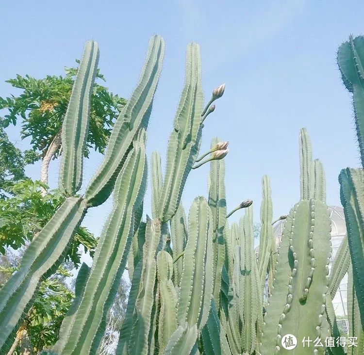 一座无关鼓浪屿的厦门，送你一份城市文艺漫游指南