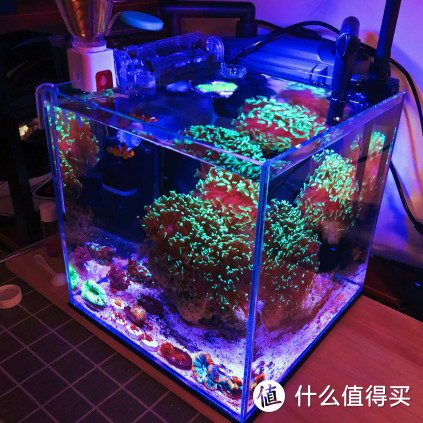 海洋生物一定要根据品类去调制盐度比例