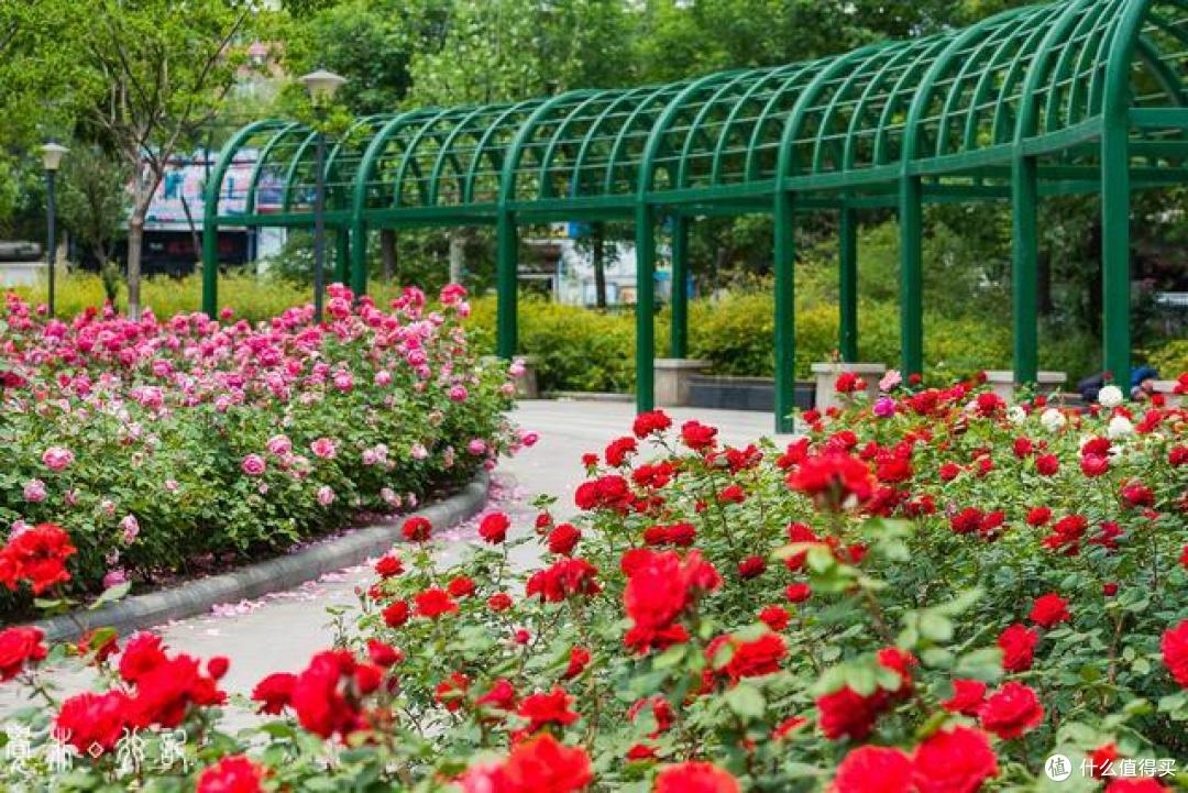 5月的天津是属于月季的从公园到马路天津市花赏花指南