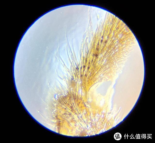 129元，小米有品上线这款显微镜，效果不输高价肯高