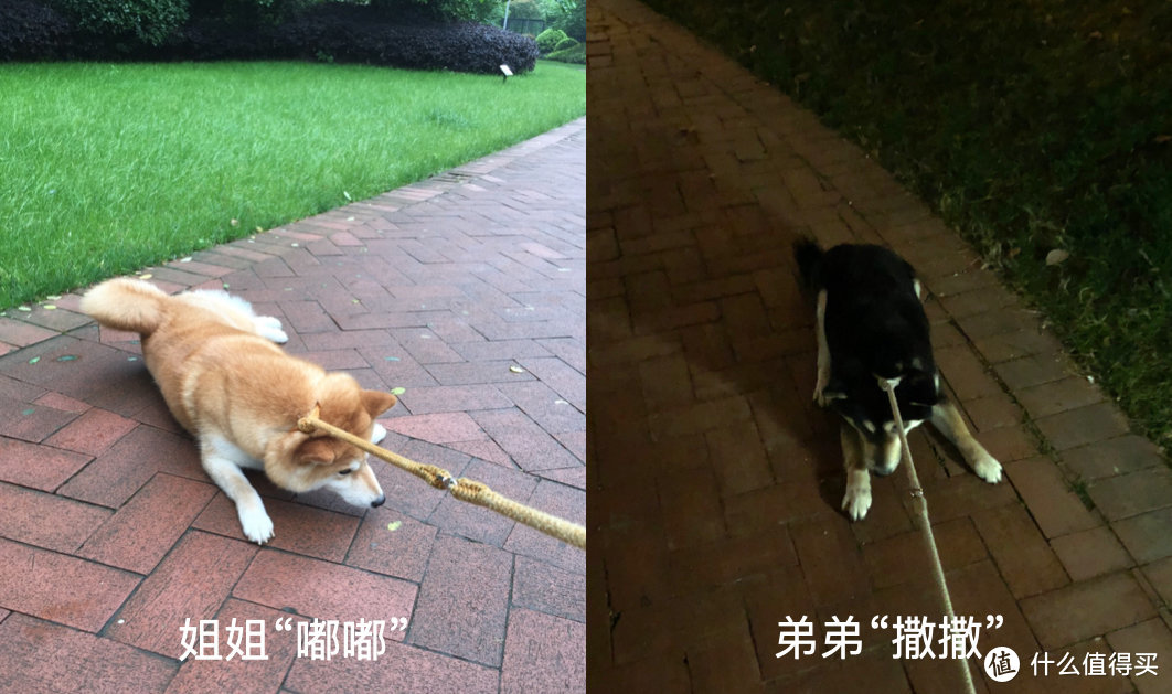 ↑柴犬的种族天赋“说不走就不走”