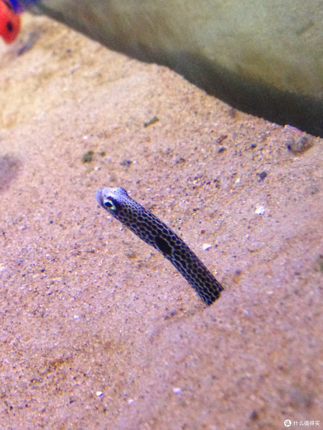 花园鳗鹦鹉螺医生虾火焰虾大眼金鳞鱼(大眼仔)双带小丑 绿地毯海葵