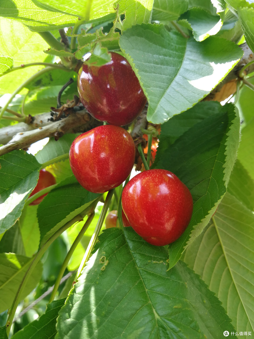 国产樱桃品种及购买一些介绍
