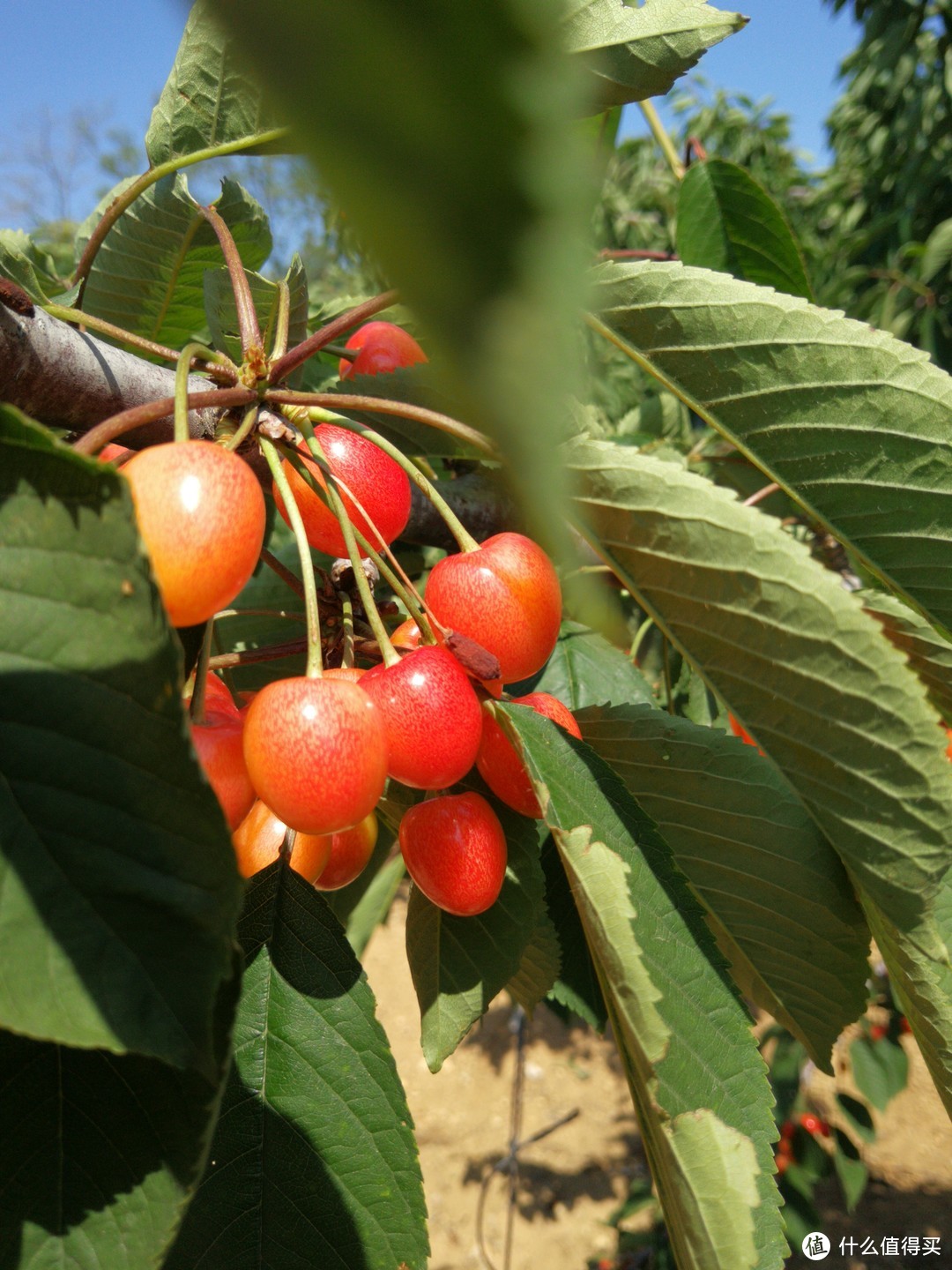 国产樱桃品种及购买一些介绍