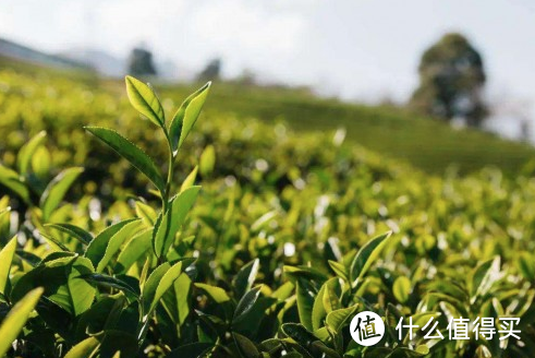 奈雪的茶“霸气荔枝”暖心回归，今年这杯夏日限定有点不一样