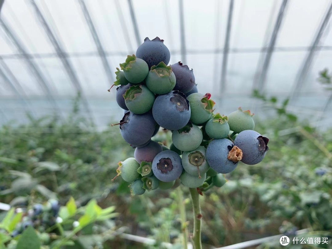 春暖花开挑一天去丹东基地把蓝莓吃个够！！丹东特产！