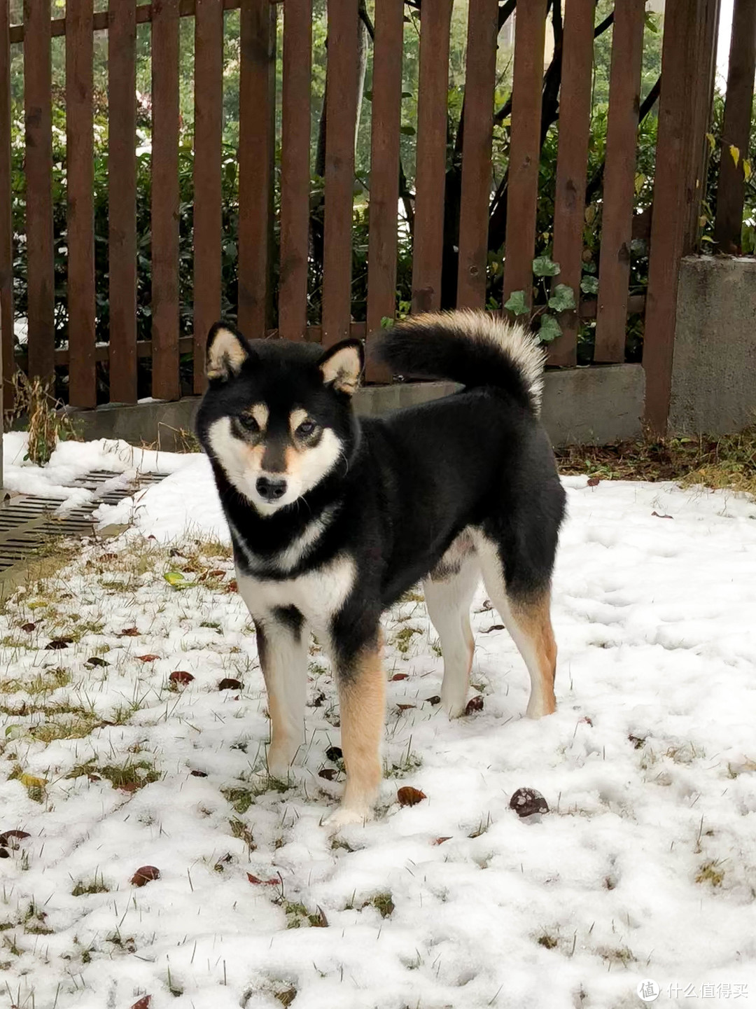 2只柴犬，7年喂养经验，分享如何避开宠物医院巨坑