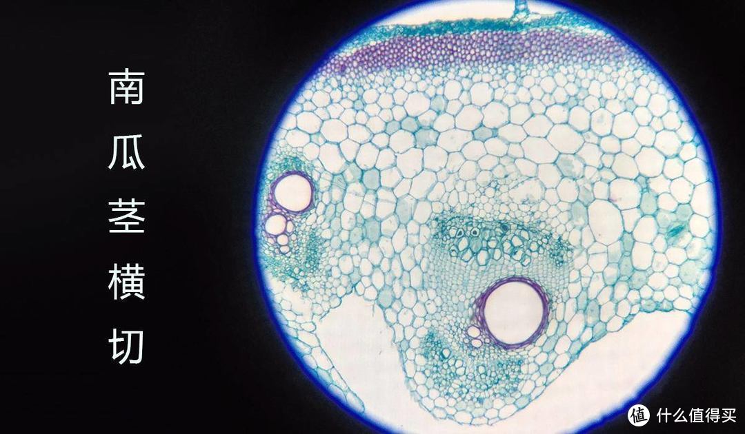 小米有品迷你显微镜，探索极限120倍，各种细胞看个够 