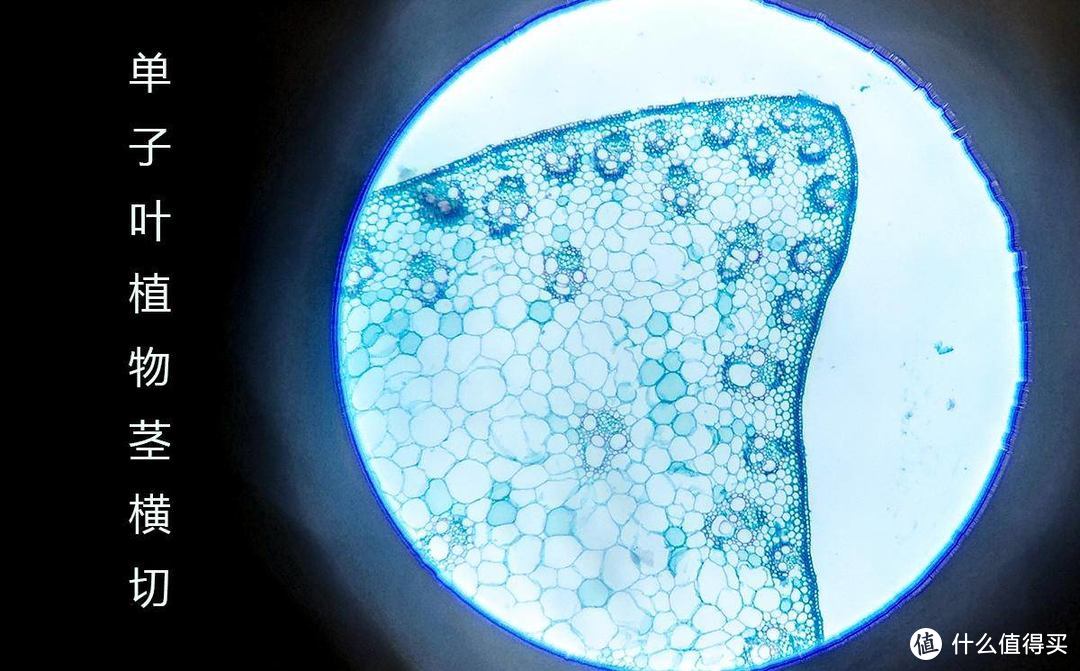 小米有品迷你显微镜，探索极限120倍，各种细胞看个够 