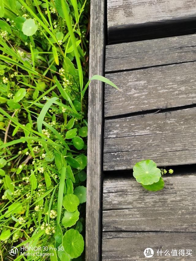 千辛万苦才捕捉到这只绿色的精灵，荣耀30Pro绿野仙踪开箱简评