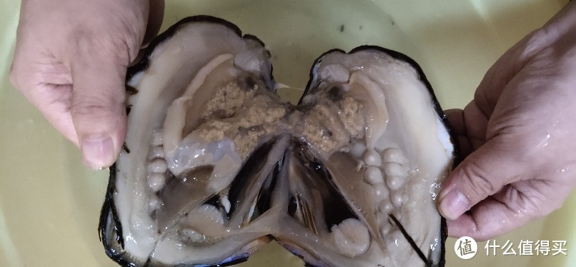 活体贝壳挖珍珠珍珠活蚌可自己动手开的养殖天然淡水珍珠河蚌多珠混色鲜活