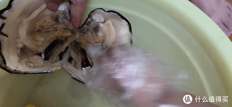 活体贝壳挖珍珠珍珠活蚌可自己动手开的养殖天然淡水珍珠河蚌多珠混色鲜活