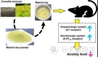 0糖0脂0添加的夏季肥宅快乐水——冷泡茶