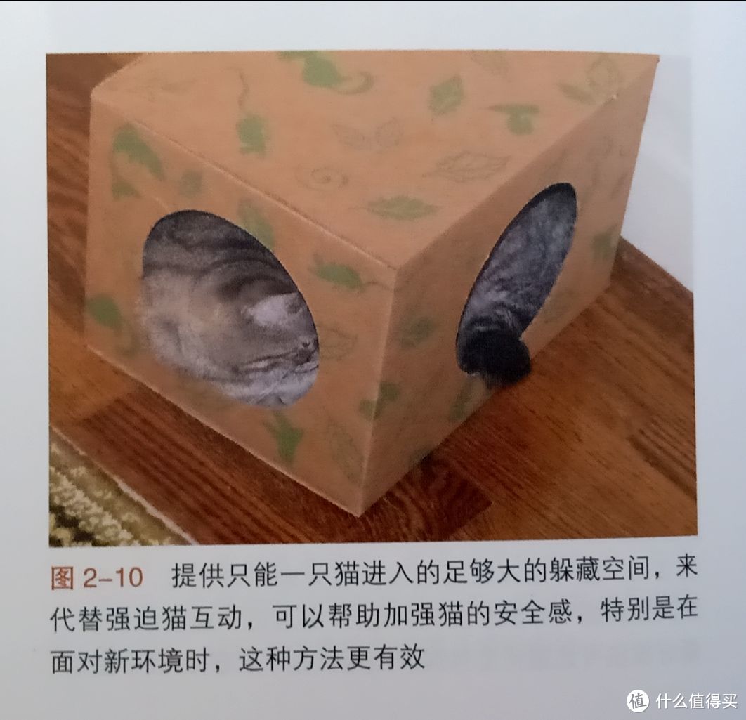 养猫的你，真的理解它的需求吗？