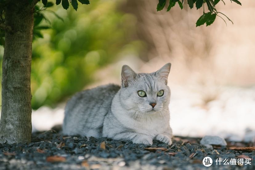 佳能EF 200 f/1.8 出道即巅峰 极限人像镜头