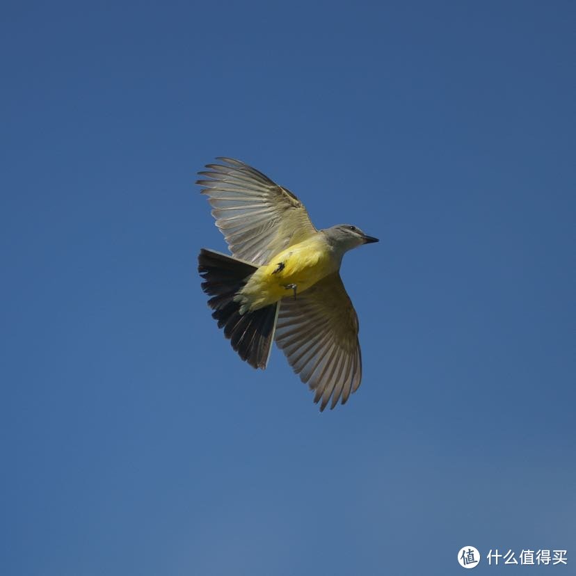 佳能EF 200 f/1.8 出道即巅峰 极限人像镜头