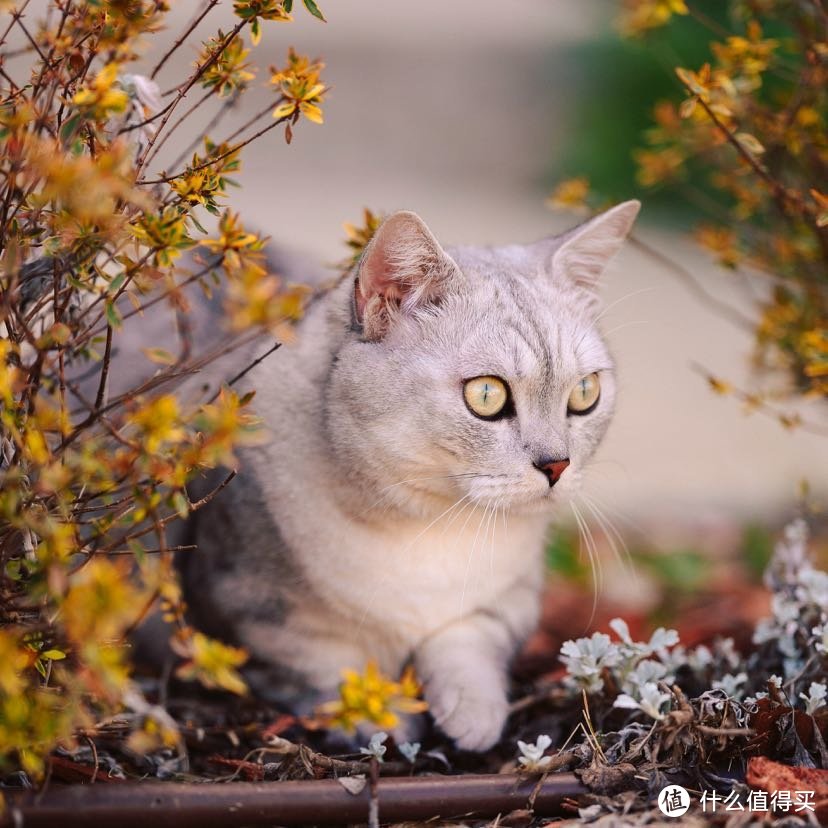 佳能EF 200 f/1.8 出道即巅峰 极限人像镜头