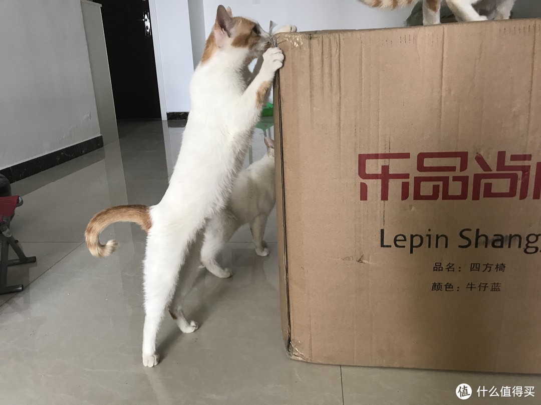 养猫前必读！当铲屎官前后的十大改变