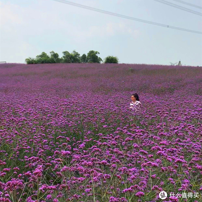 成都的普罗旺斯，双流紫颐.香薰山谷.薰衣草庄园！