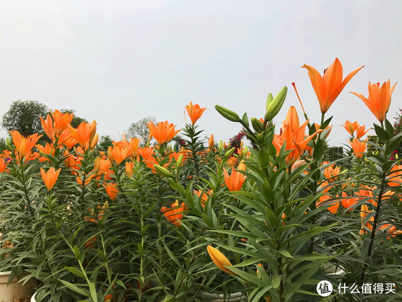 成都的普罗旺斯，双流紫颐.香薰山谷.薰衣草庄园！