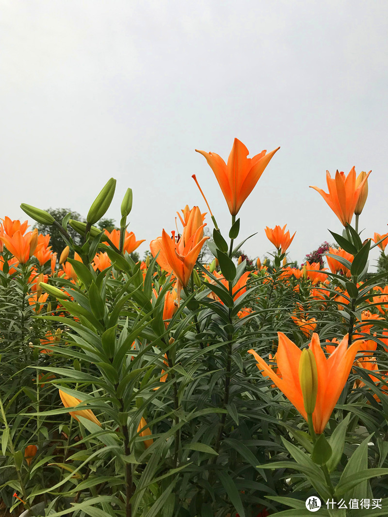 成都的普罗旺斯，双流紫颐.香薰山谷.薰衣草庄园！