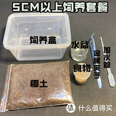 全程高能，聊聊我饲养异宠--橙巴布蜘蛛的经历