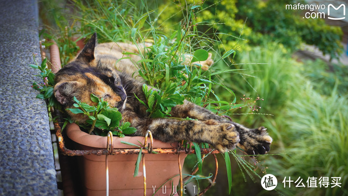 猴硐猫村