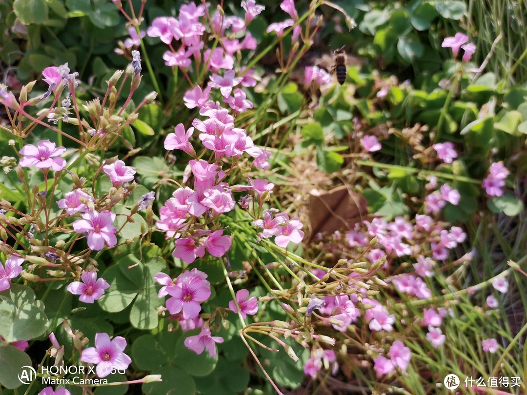 植物