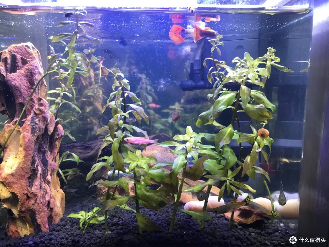 养鱼不折腾 水族用品 什么值得买