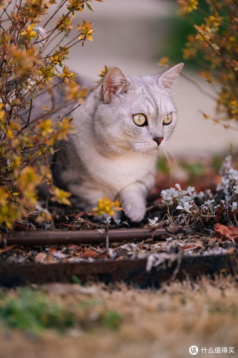 猛虎下山